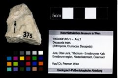 Foto (Objekt + Etikett) von Decapoda indet.  (NHMW-GEO-1990-0041-0375)